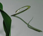 ���� ������ Chrysopelea paradisi