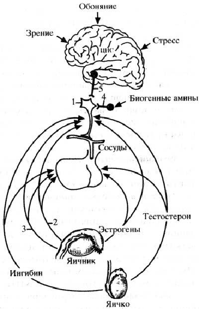 Схема 19. Регуляция секреции гонадот- ропинов. Механизмы “длинной” цепи обратной связи Схема 19. Регуляция секреции гонадот- ропинов. Механизмы “длинной” цепи обратной связи
