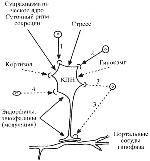Схема 12. Контроль секреции и высво- бождение кортиколиберина. Схема 12. Контроль секреции и высво- бождение кортиколиберина.