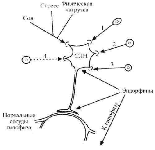 Схема 13. Контроль секреции и высво- бождение соматолиберина. Схема 13. Контроль секреции и высво- бождение соматолиберина.