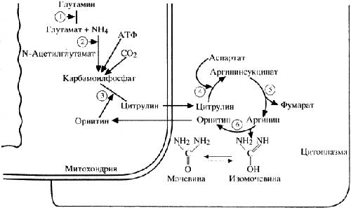 Схема 10. Образование мочевины в цикле Кребса-Гензелейта. Объяснение в тексте. Схема 10. Образование мочевины в цикле Кребса-Гензелейта. Объяснение в тексте.