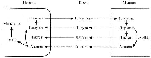 Схема 11. Взаимосвязь между циклом лактат-глюкоза (цикл Кори) и циклом аланин-глюкоза. Схема 11. Взаимосвязь между циклом лактат-глюкоза (цикл Кори) и циклом аланин-глюкоза.
