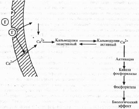 Схема 3. Механизм действия белковых гормонов через СА2+ (объяснения в тексте) Р – рецептор; Г – гормон; Са+белок – внутриклеточный кальций в связанной с белками форме. Схема 3. Механизм действия белковых гормонов через СА2+ (объяснения в тексте) Р – рецептор; Г – гормон; Са+белок – внутриклеточный кальций в связанной с белками форме.