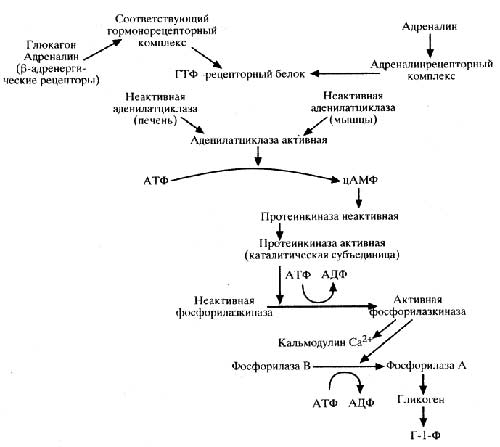 Схема 4. Механизм активирования фосфорилазы. Схема 4. Механизм активирования фосфорилазы.