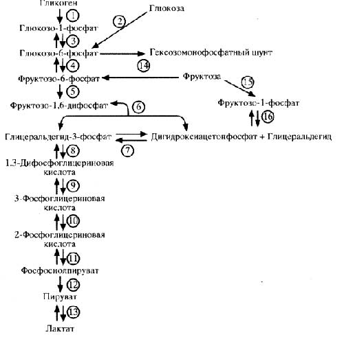 Схема 5. Гликолитический распад углеводов (цикл Эмбдена-Меергофа). Схема 5. Гликолитический распад углеводов (цикл Эмбдена-Меергофа).
