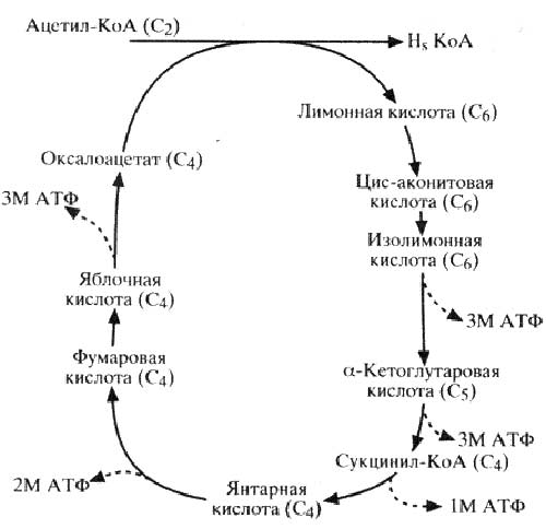 Схема 6. Цикл Кребса (лимоннокислый цикл). Схема 6. Цикл Кребса (лимоннокислый цикл).