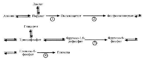 Схема 8. Механизм глюконеогенеза (цикл Кори). Схема 8. Механизм глюконеогенеза (цикл Кори).