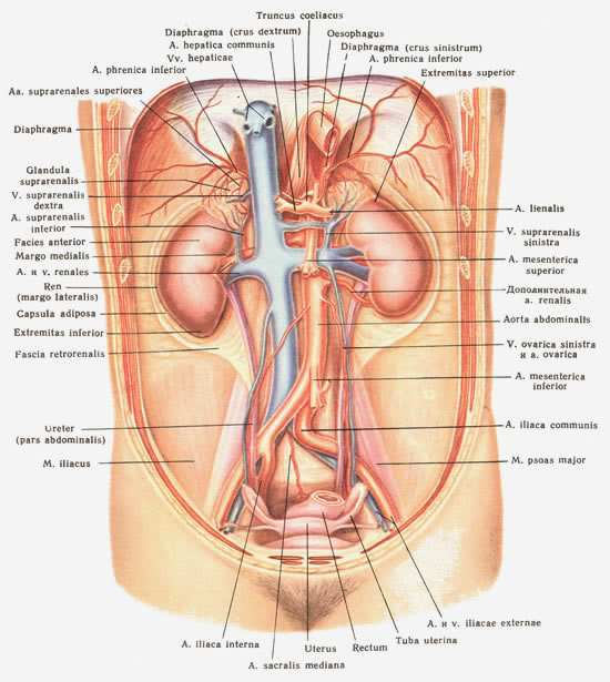 4. Мышцы, сосуды и нервы забрюшинного пространства. Вид спереди (по Ю. Л. Золотко). 4. Мышцы, сосуды и нервы забрюшинного пространства. Вид спереди (по Ю. Л. Золотко).