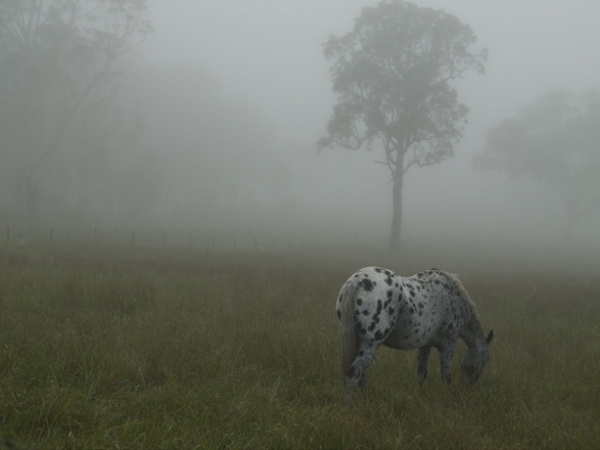 ������ ����� ���� ������ Toby Burrows
