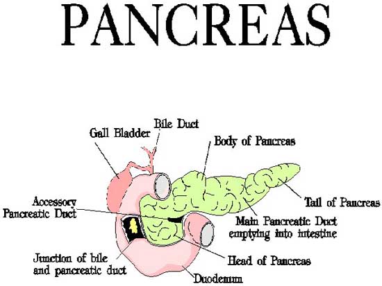 ������ ������� ������������� ������������� ������ Pancreas.