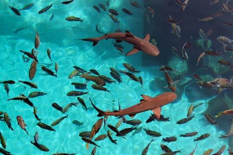 �������� ���������� ��������� Atlantis, the Palm
